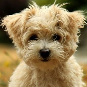 Meet your Posher, Caryl